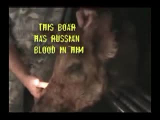 Лов На Диво Прасе