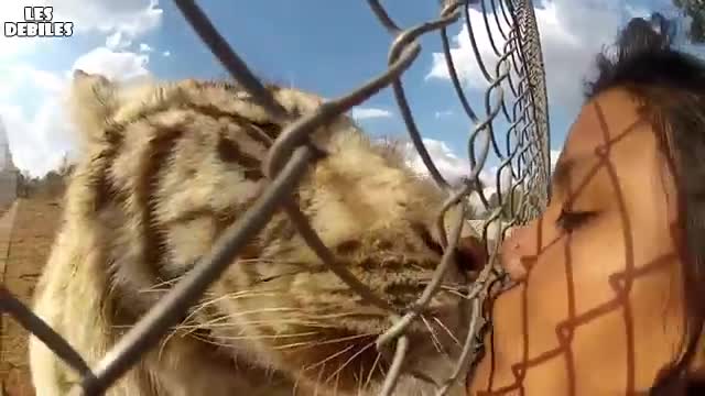 Целувка с тигър