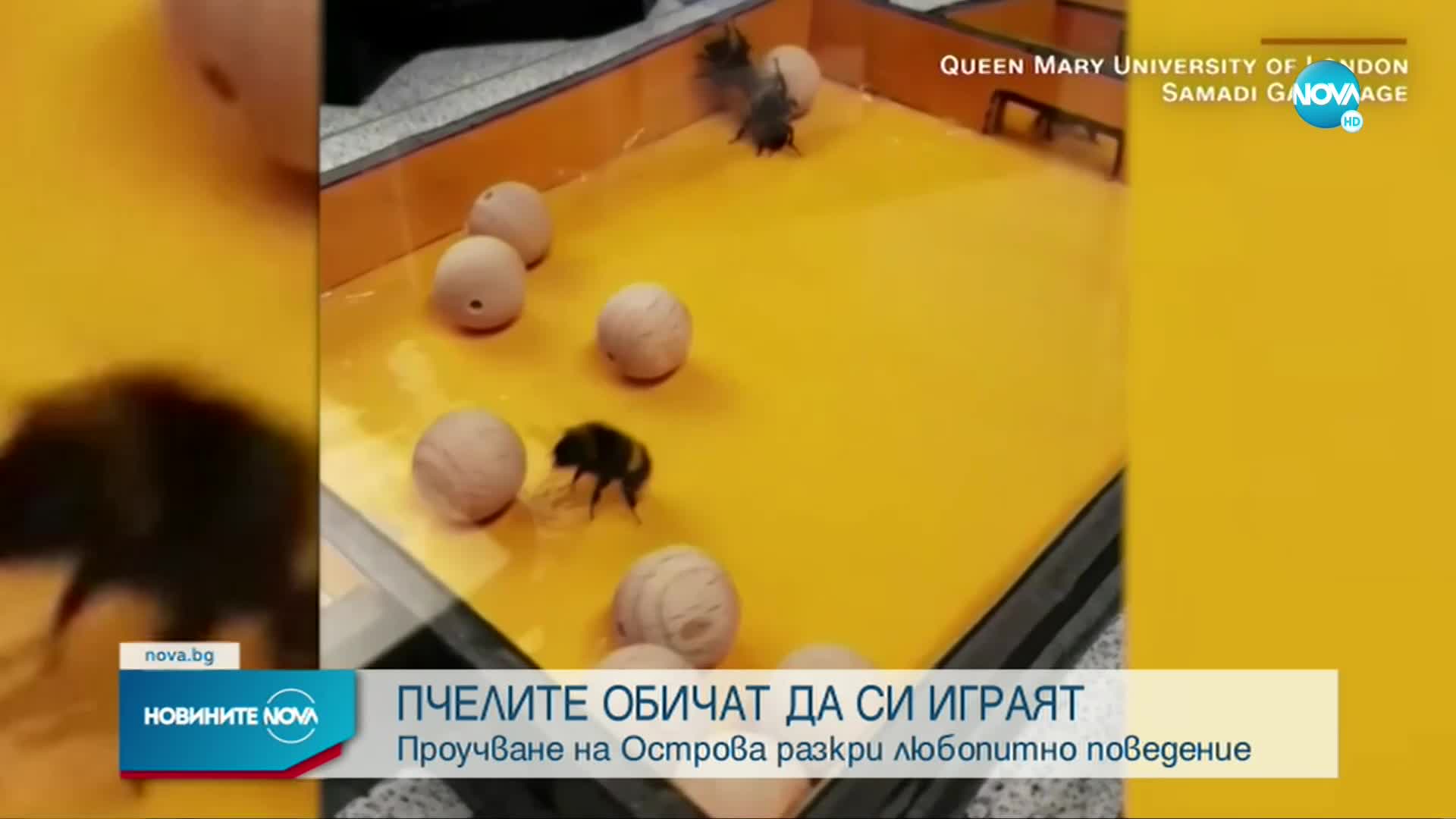 Проучване: Пчелите обичат да си играят