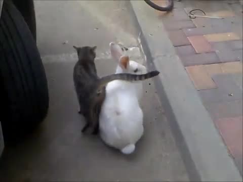 Неразделни котка и заек !