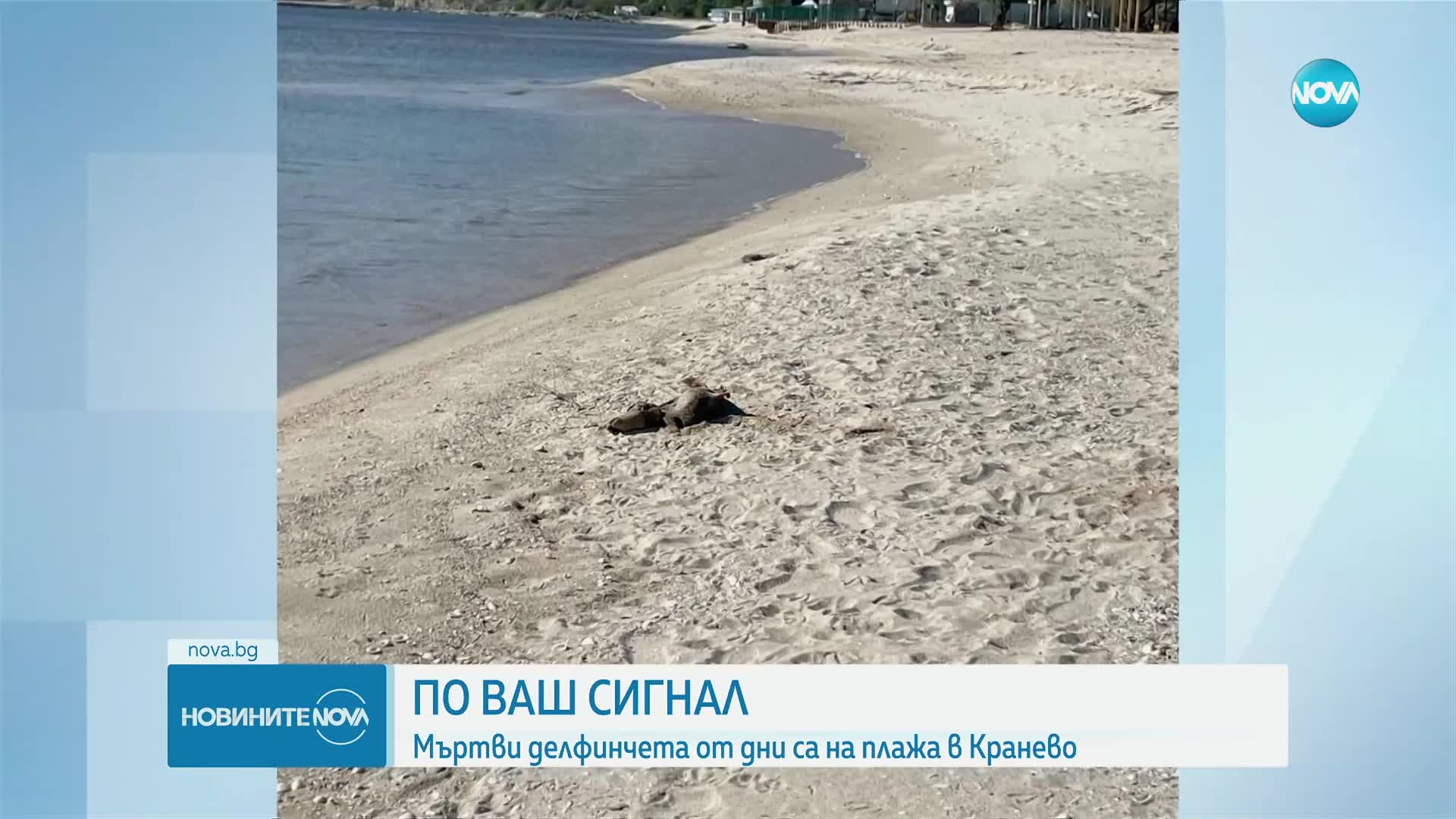 Мъртви делфини от два дни на плажа в Кранево