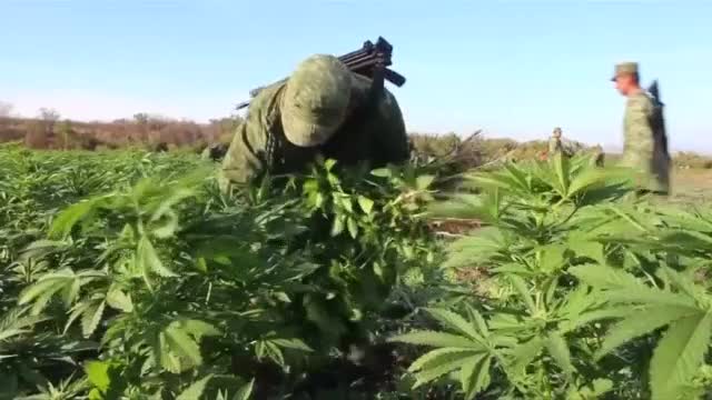 15 хектара марихуана и опиумен мак, открити в Мексико
