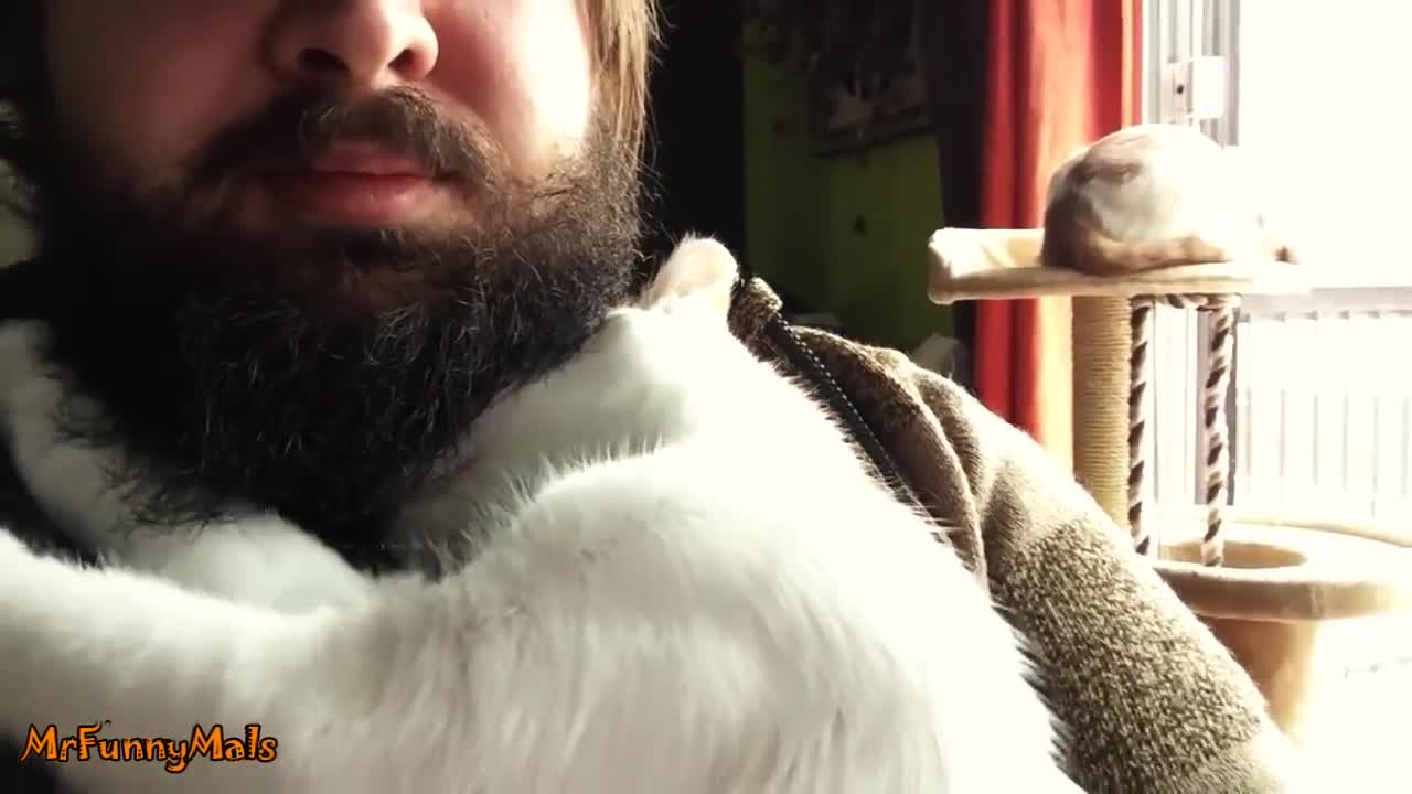 Котки влюбени в брадите на собствениците си!