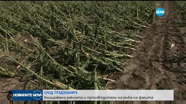СЛЕД ГРАДУШКИТЕ: Унищожена реколта и производители на ръба на фалита