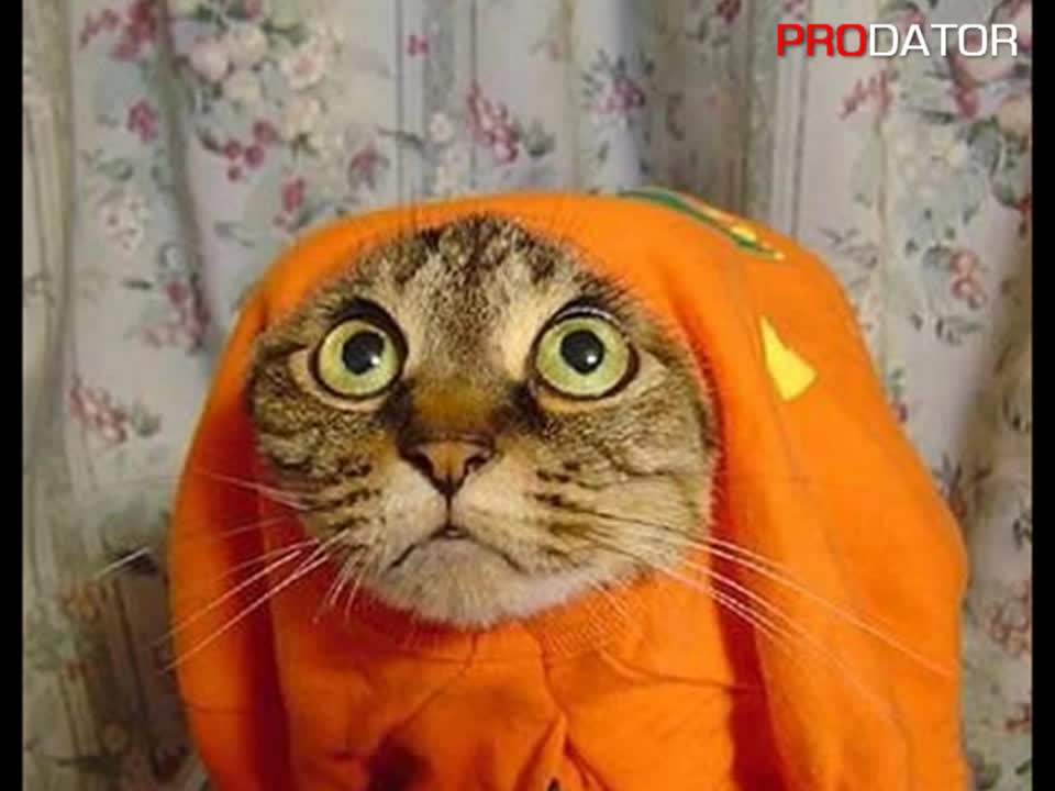 Баба Райна Псува !   16 Не за Хора със Слаби Сърца ! 