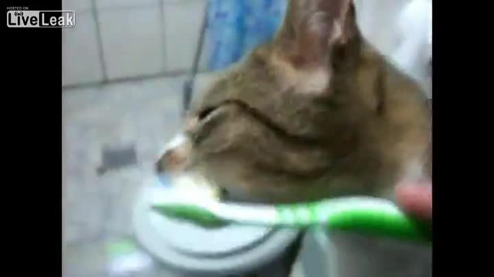 Котка обича да и мият зъбите .