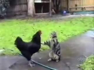Няколко забавни котенца