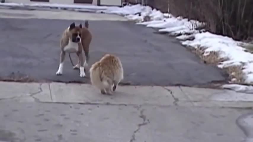 Смела котка срещу яко куче