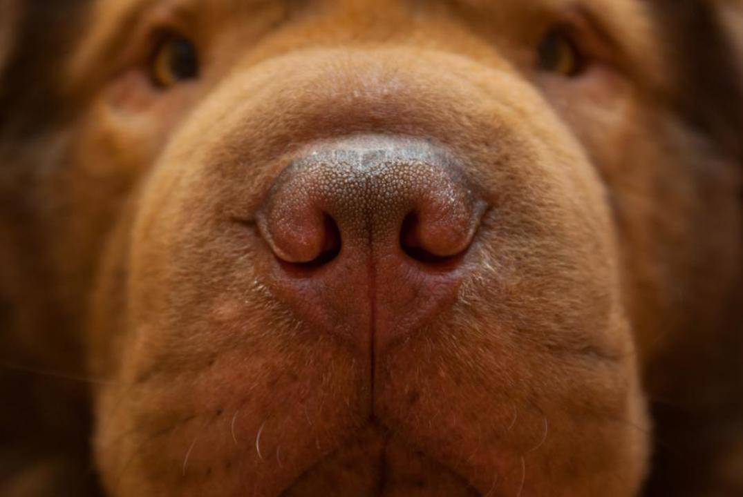 5 неочаквани неща които кучетата могат да подушат