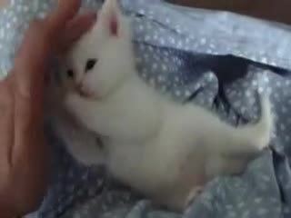 Малко сладко котенце !