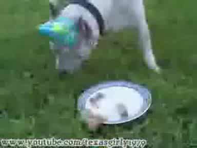 Куче И Петел