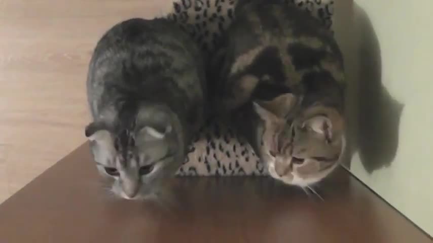 Синхронизирани котки