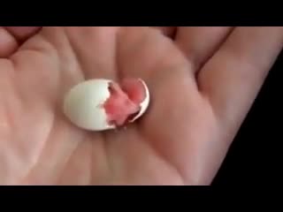 Излюпване на едно малко пиленце 