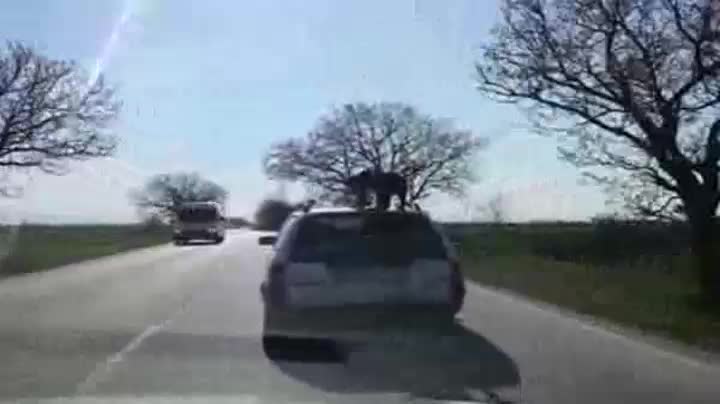 (майка ви шеба циганска умрете!) Нова гавра с животно - вързаха куче на покрива на движеща се кола