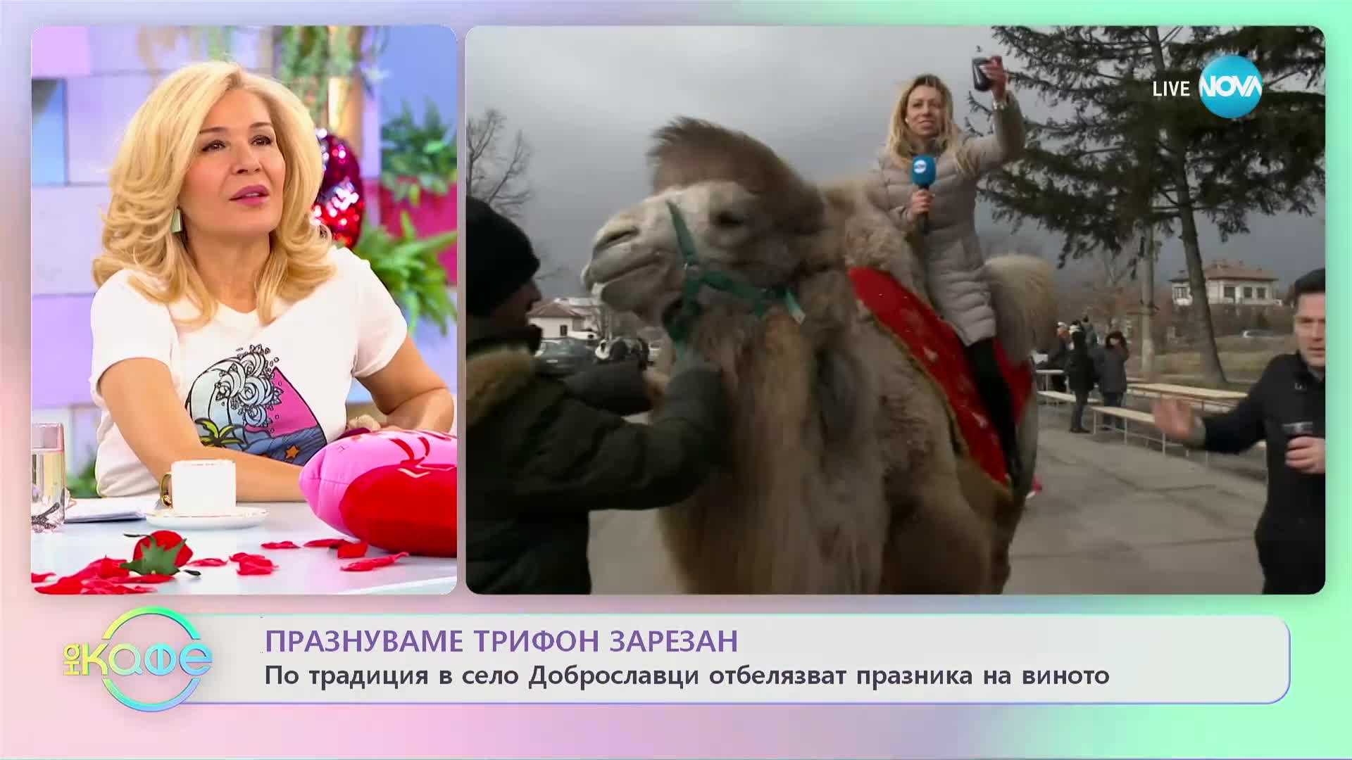 Село Доброславци почете Трифон Зарезан.. с камили