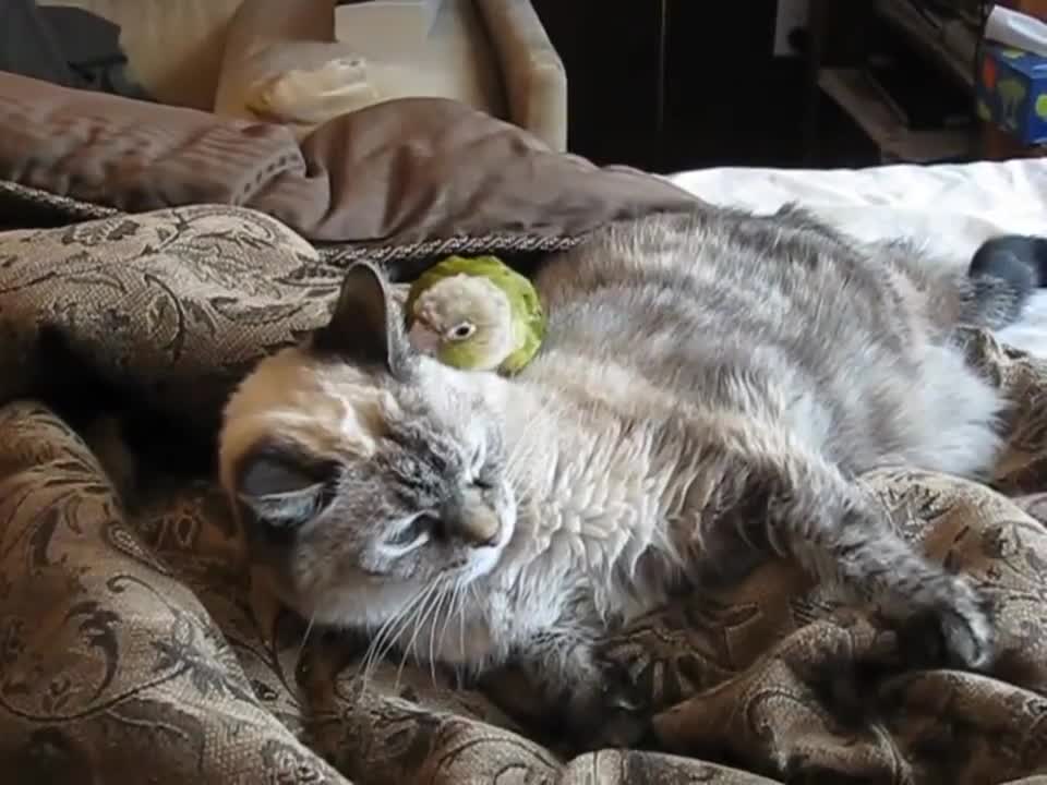 Папагал дразни котка