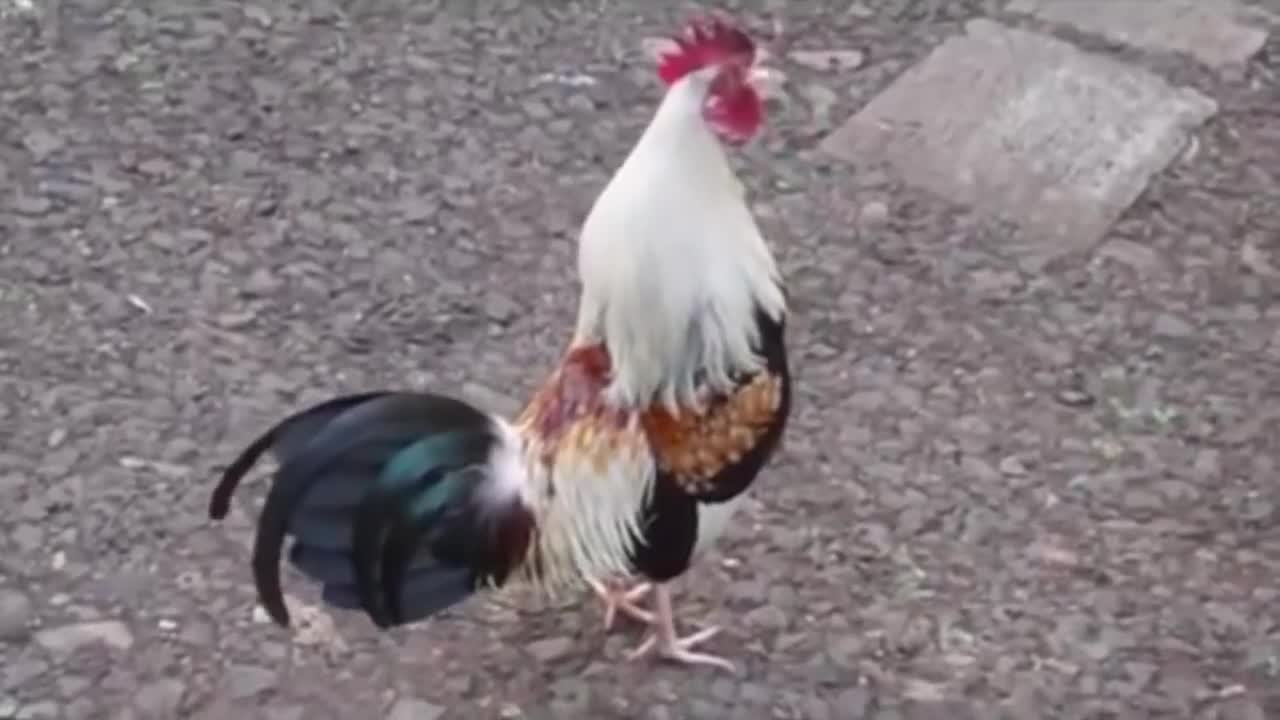 Evanescence - Bring Me To Life Animal Cover