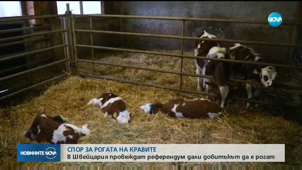 РЕФЕРЕНДУМ В ШВЕЙЦАРИЯ: „За” или „Против” рогата на кравите