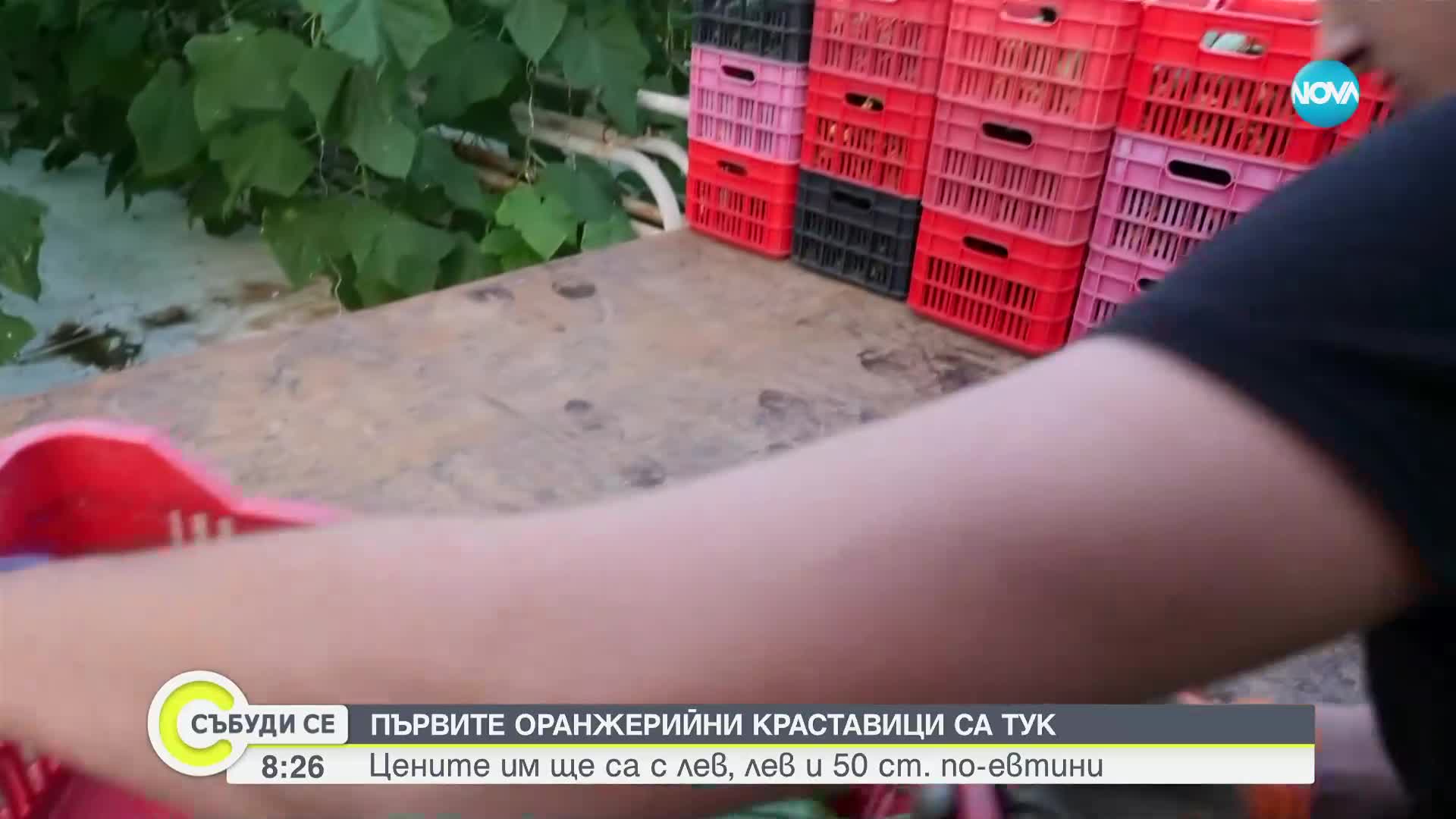 Първите български краставици вече са на пазара – по-евтини от миналогодишните