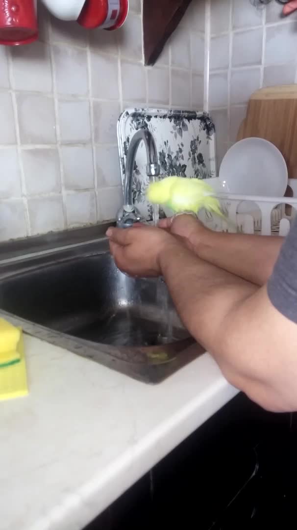 Кокошко се къпе