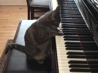 Котка свири на пиaно