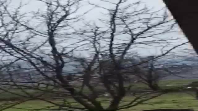 Глутница от 80 кучета вилнее в с.Златитрап