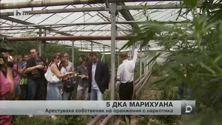 5 декара марихуана в оранжерия в пазарджишко село