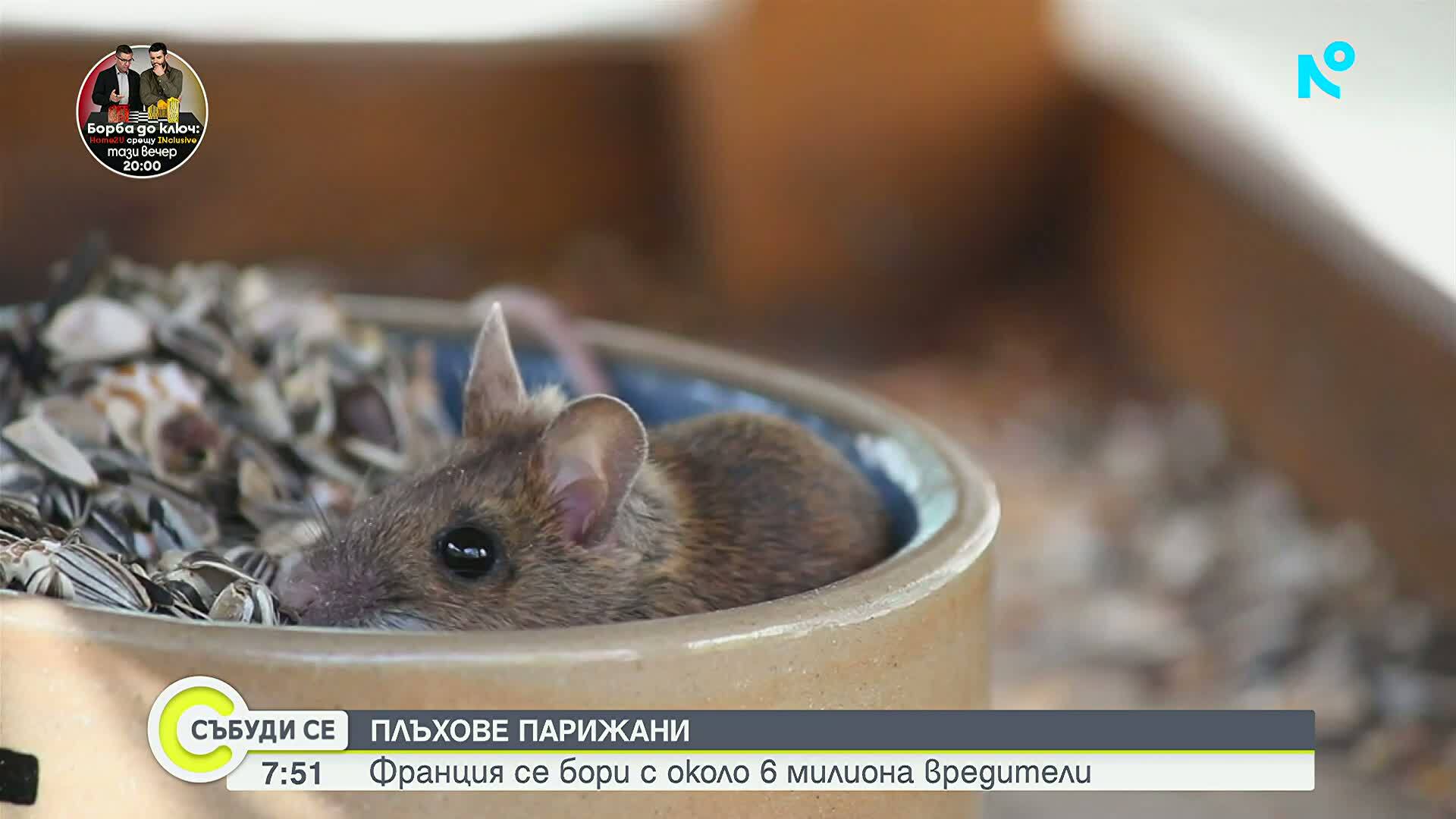 Франция се бори с милиони плъхове