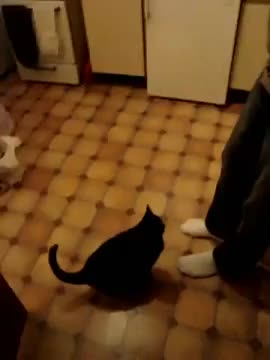 Коте казва поздрав на капитана ( Salute the captain )