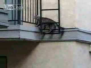 Котката Паяк