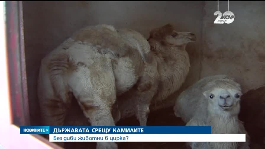Цирковете ни остават без лъвове и тигри