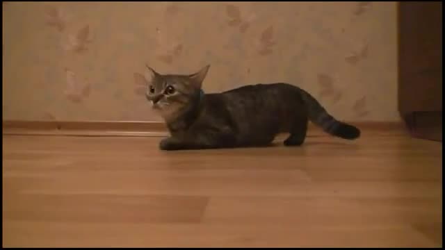 Коте С Бърз Старт - Смях
