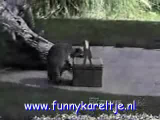 Ах Тези Крадливи Животни!