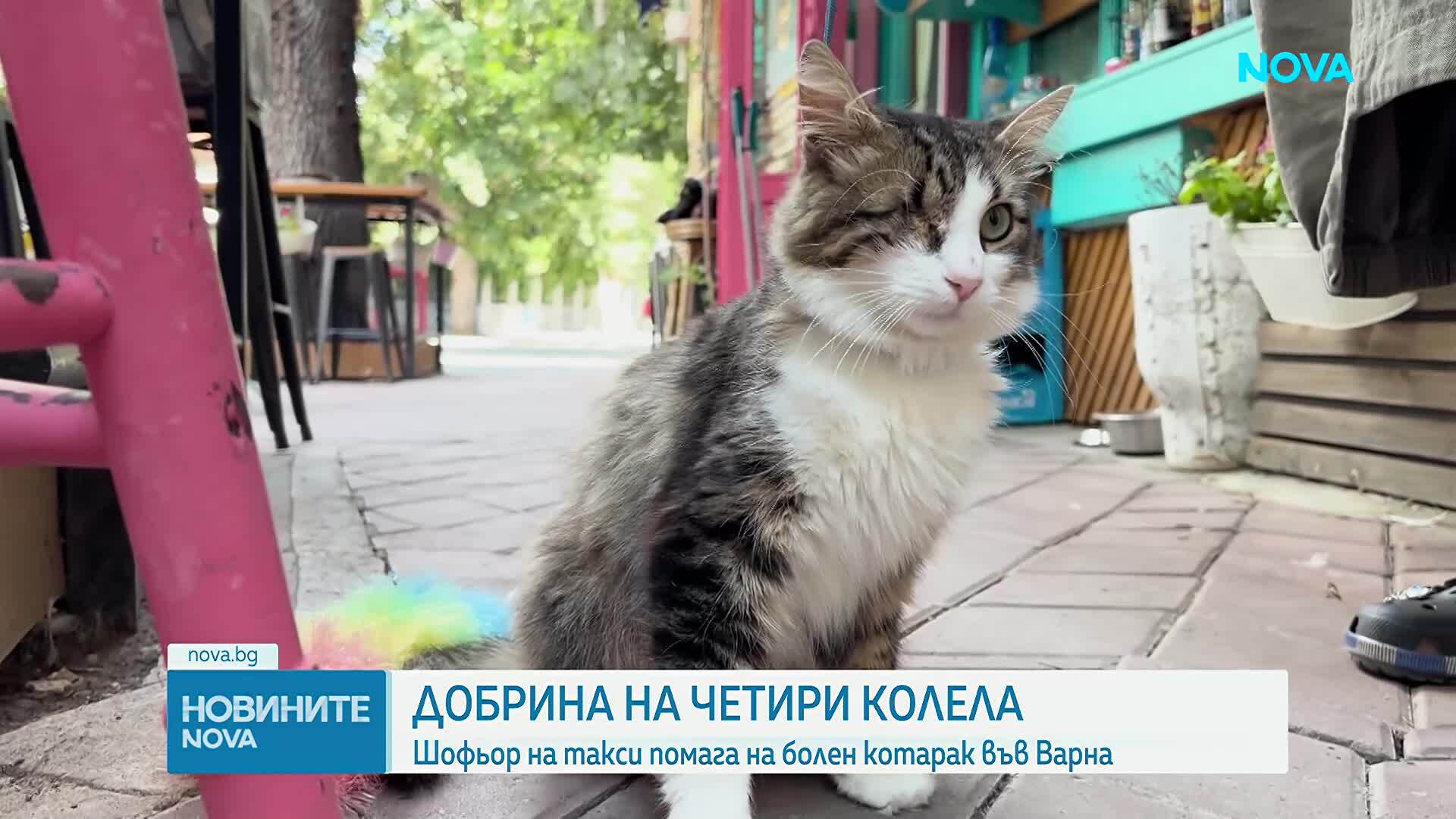 Добрина на четири колела: Шофьор на такси помага на болен котарак във Варна