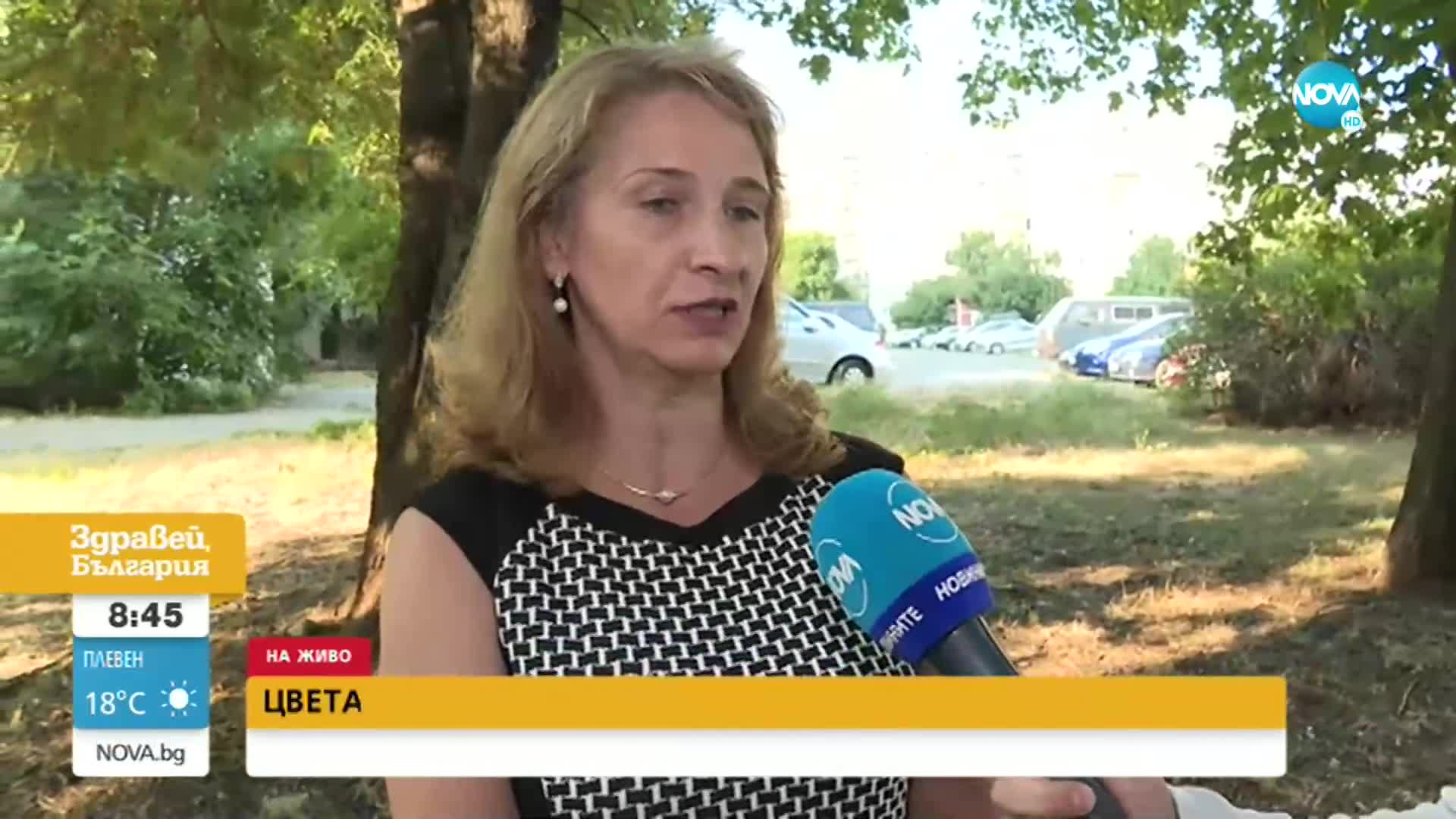 Дърво в София отново осъмна със забити спринцовки