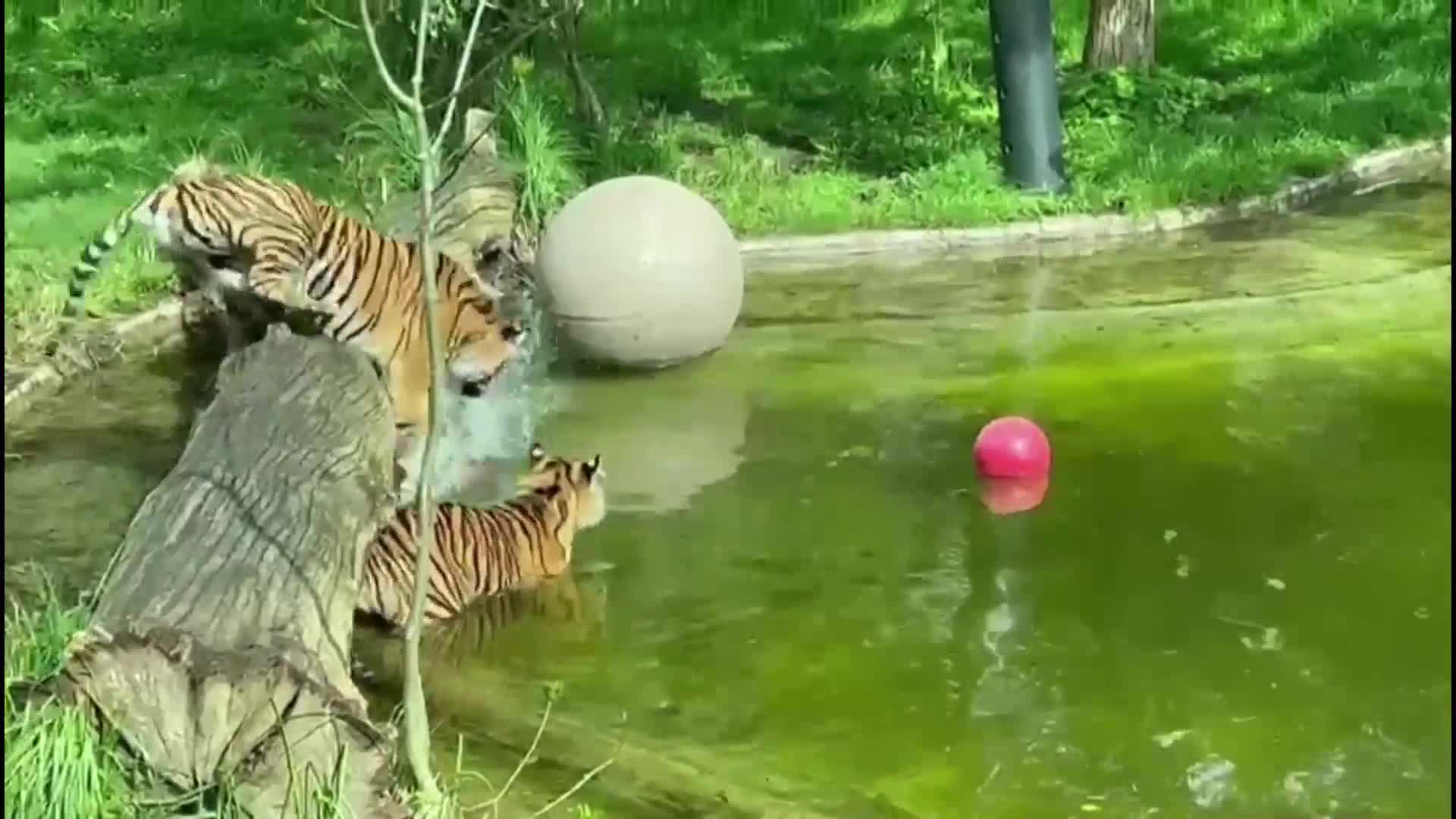 Тигърчета от застрашен вид с първи урок по плуване в зоопарка в Лондон