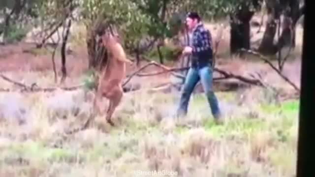 Мъж спасява кучето си от кенгуро