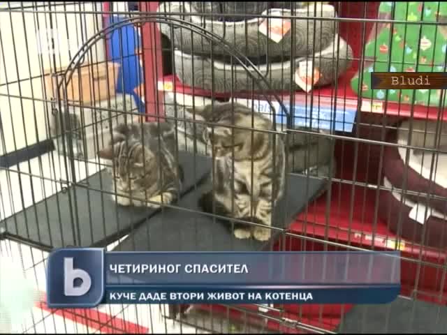 Куче даде втори живот на котенца