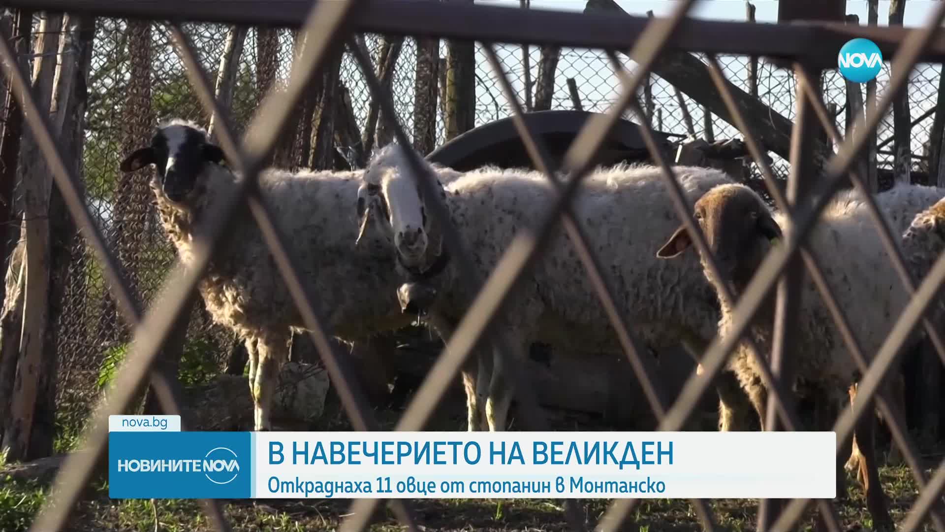 Преди Великден: Откраднаха агнета и овце за 5000 лв. от обор в Монтанско