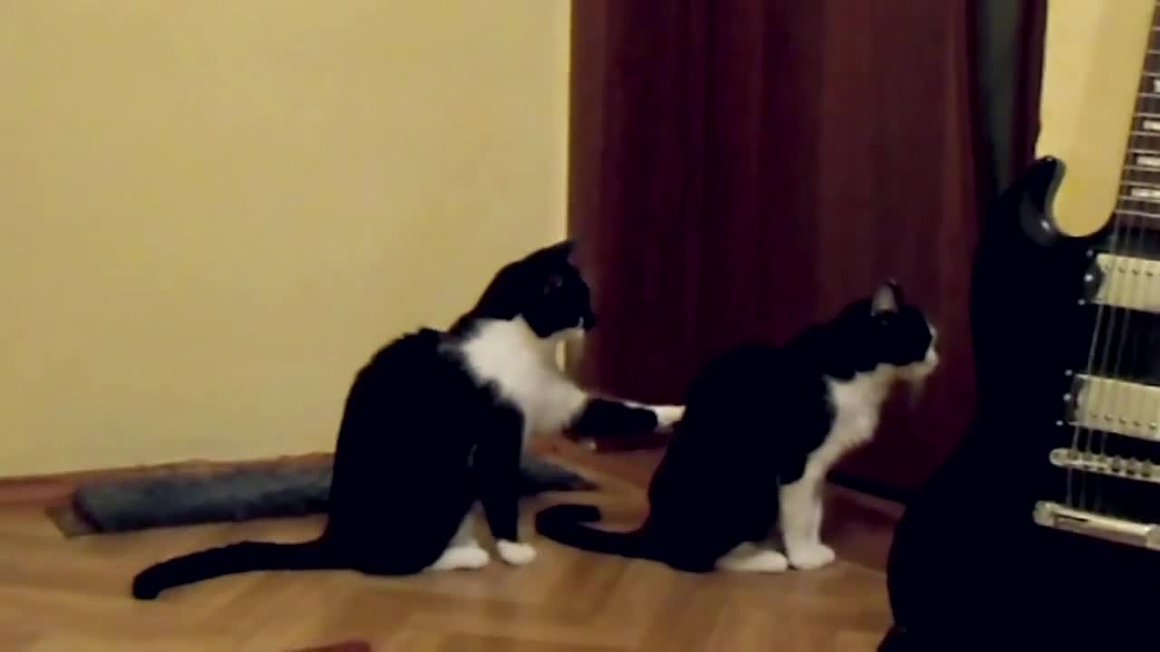 Котка се опитва да се извини
