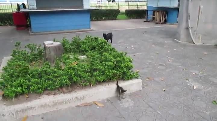 Огромно куче се стъписва от котка нинджа бранеща малките си !