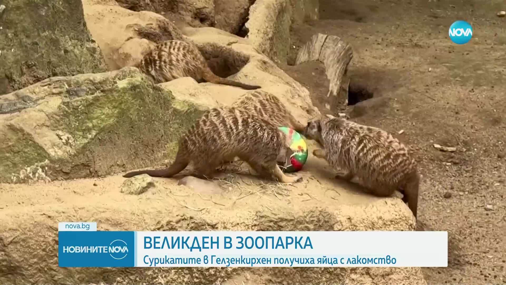 Новините на NOVA (17.04.2025 - 8.00)