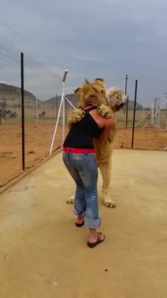 Прегръдка на забавен кадър с лъв!