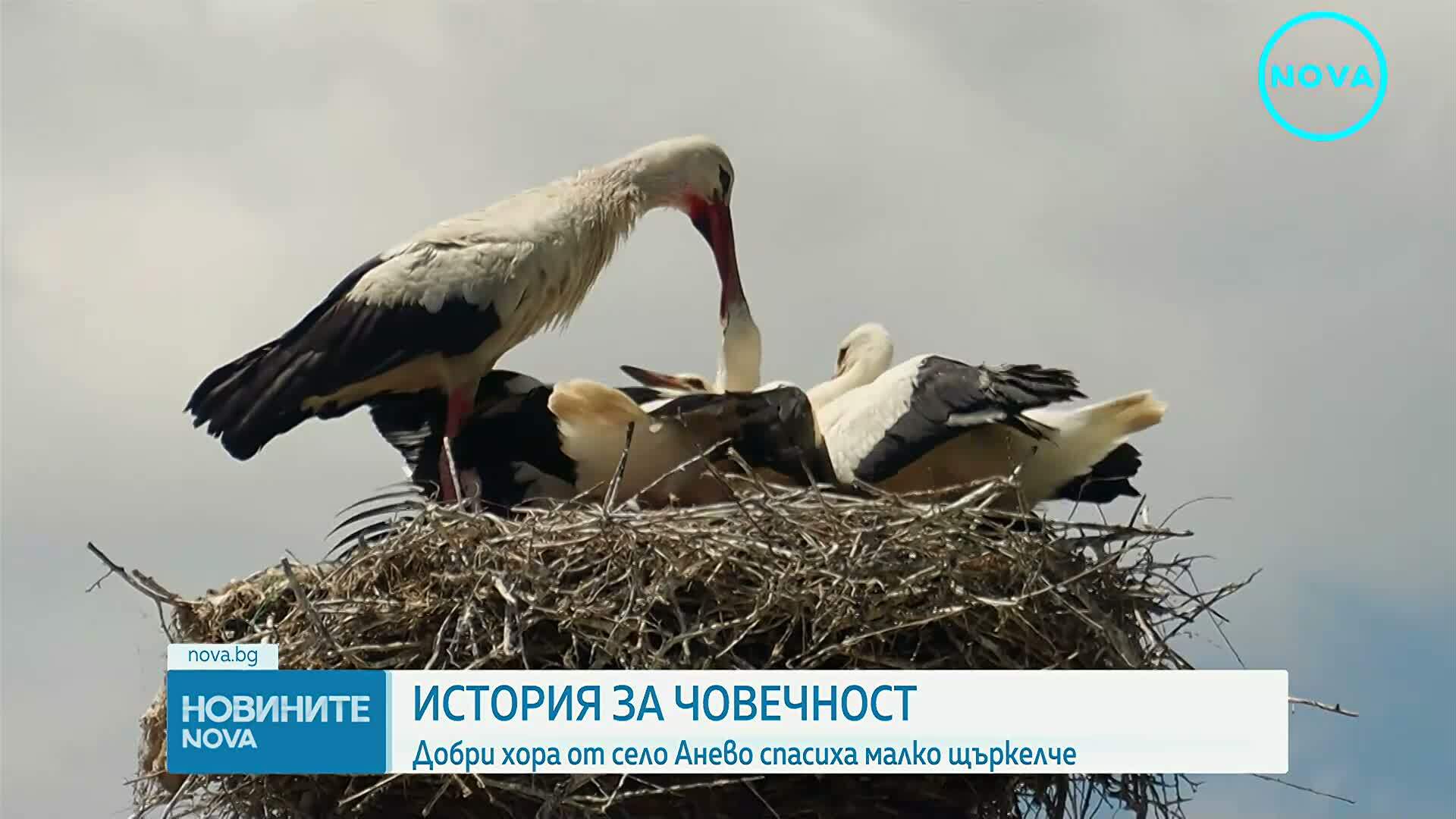 Жители на село Анево спасиха малко щъркелче