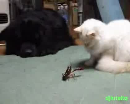 Котка И Рак Смях