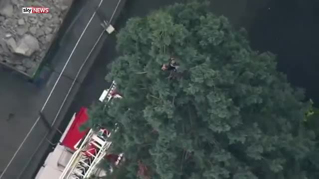 Хахо окупира 24-метрова секвоя и вече цяло денонощие отказва да слезе на земята