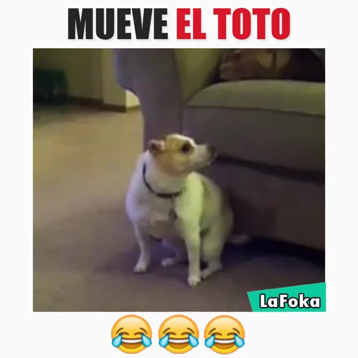 Кучета танцуват на музика
