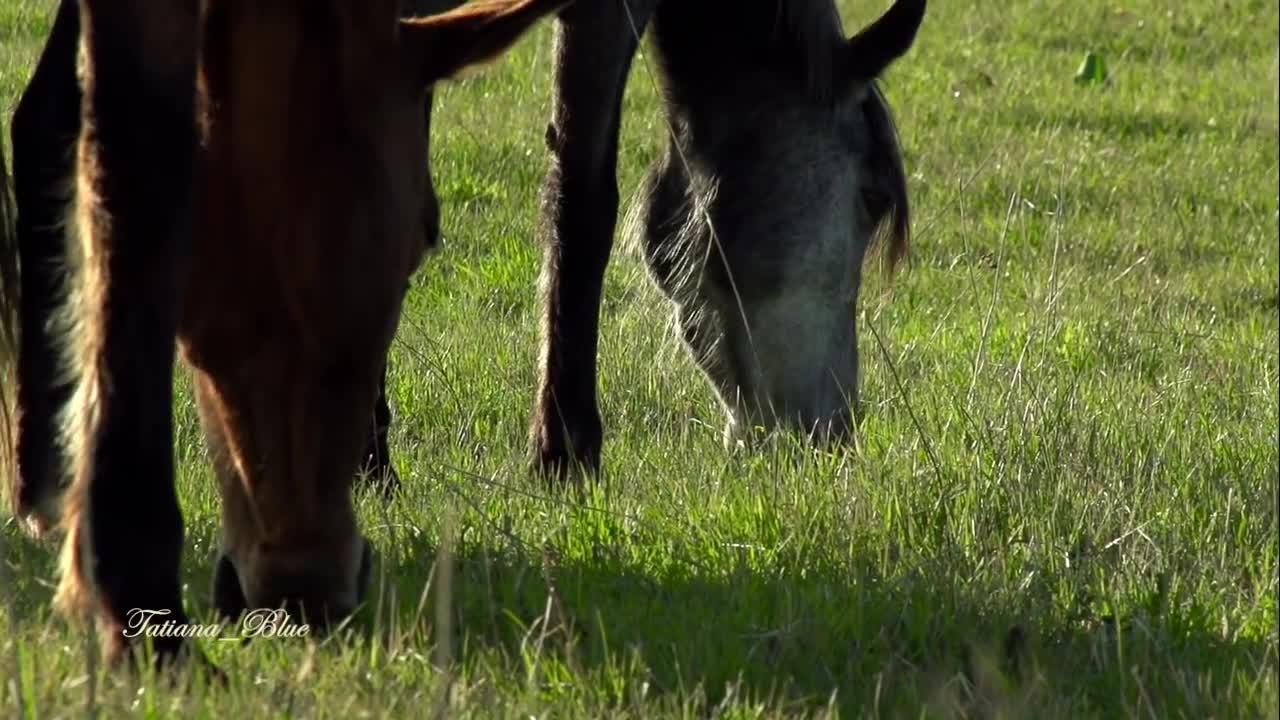 Уникално Пиано Free Spirit - Tom Barabas Wonderful Music