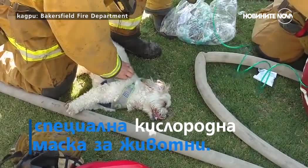 Пожарникари спасиха куче от огъня