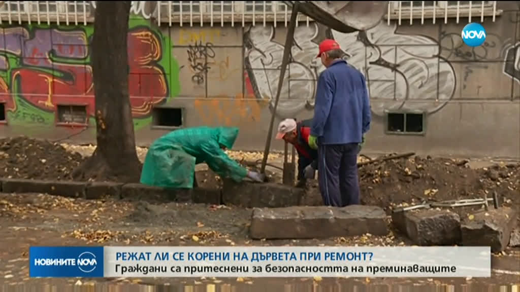 Режат ли се корени на дървета при ремонт в София?
